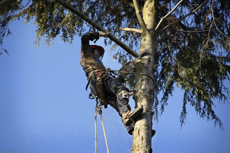 Arborist Tree Service in Reno, NV