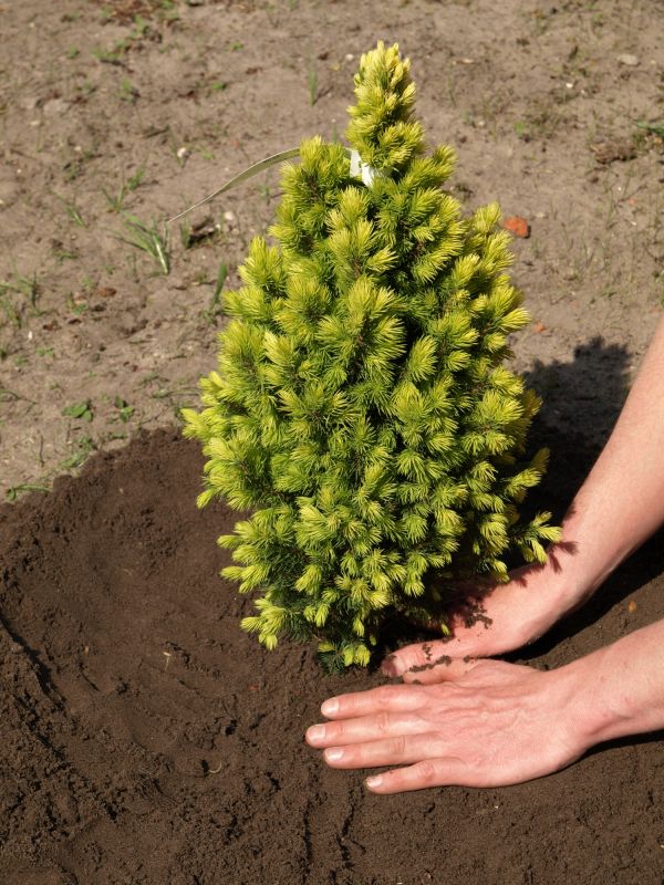 Blue Spruce Planting