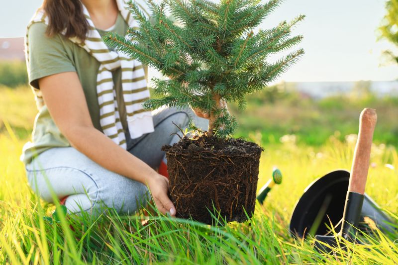 Blue Spruce Planting