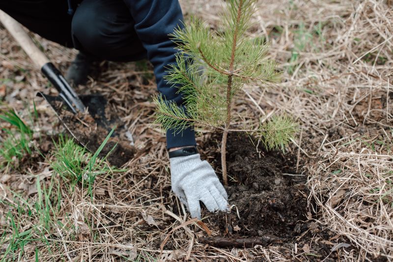 Blue Spruce Planting