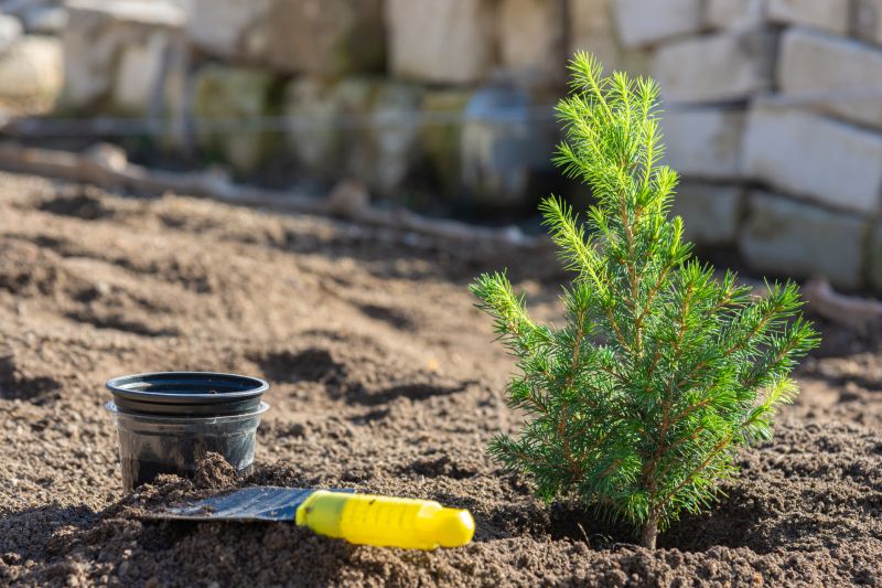 Blue Spruce Planting