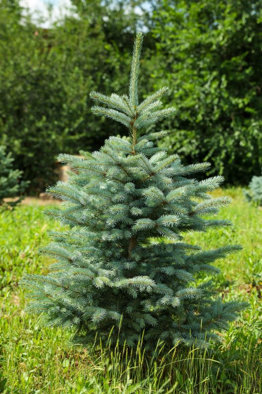 Blue Spruce Planting