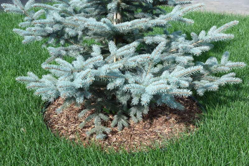Mature Blue Spruce in Landscape
