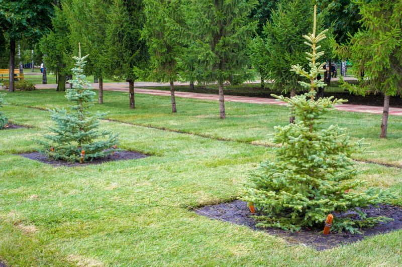 Blue Spruce in a Formal Garden