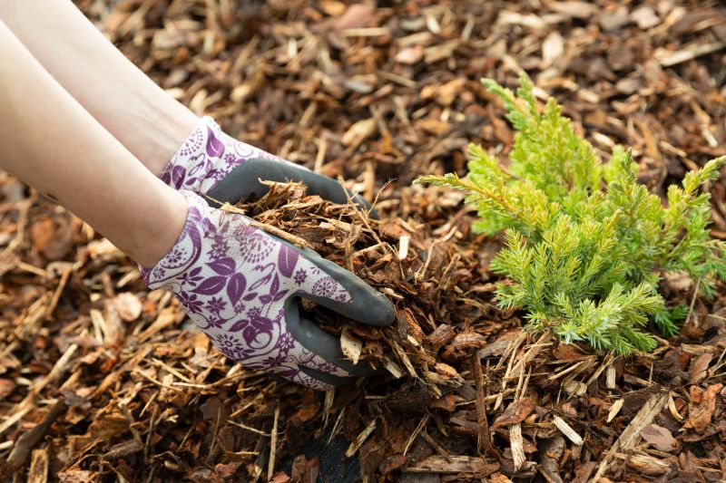 Blue Spruce with Mulch