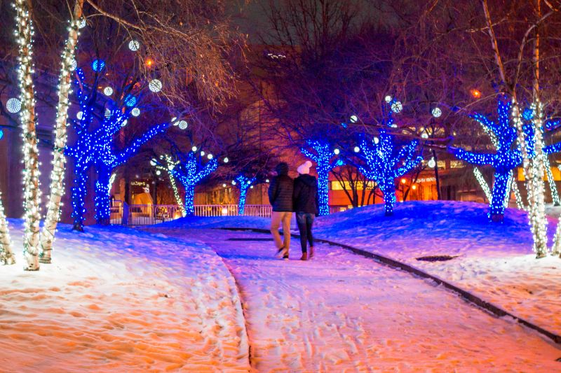 Decorative Blue Spruce
