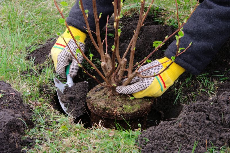 Bush Replacement in Honolulu, HI