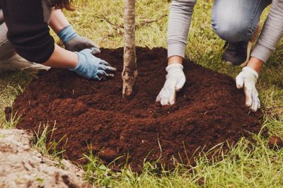 Blue Spruce Planting