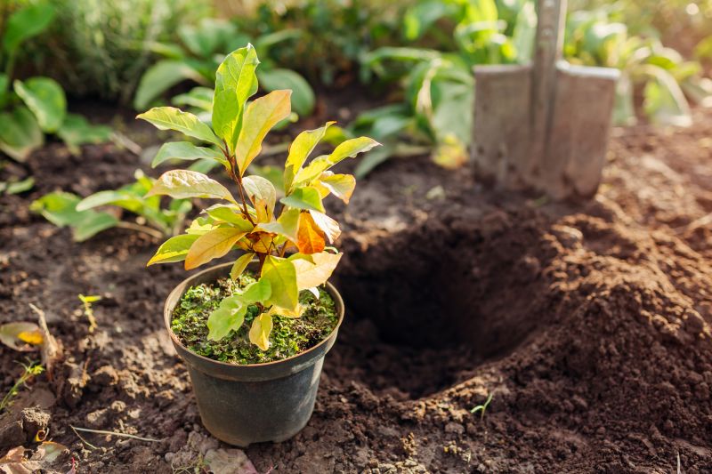 Dogwood Tree Planting in Honolulu, HI
