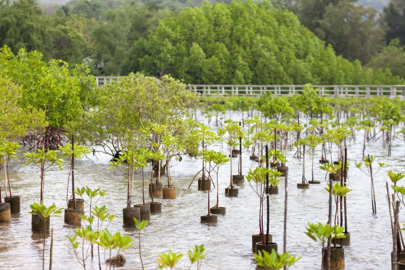 Fruit Tree Planting in Honolulu, HI