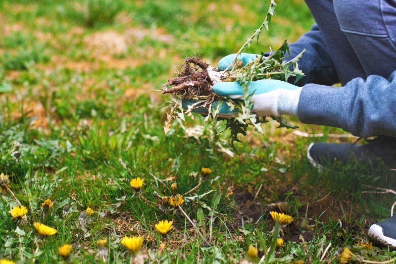 Garden Cleanup Service in Honolulu, HI