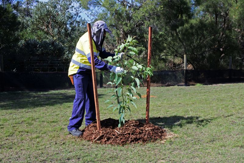 Japanese Maple Planting in Ventura County, CA