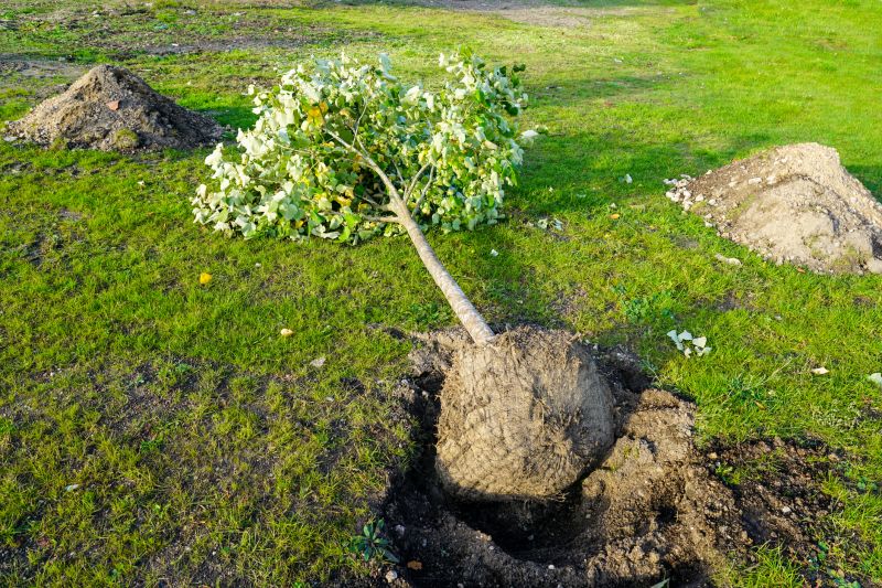 Oak Tree Planting in Honolulu, HI