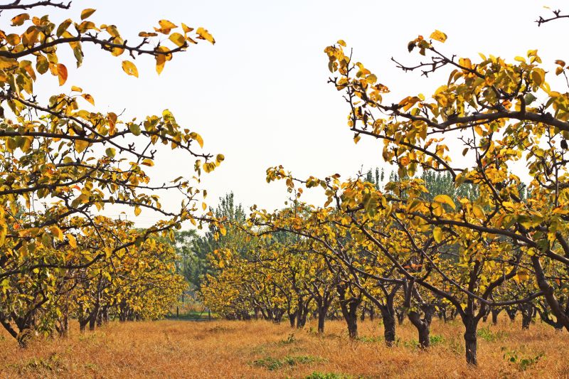 Orchard Planting in Honolulu, HI