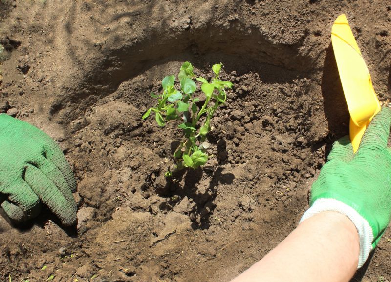 Rose Bush Planting in Honolulu, HI