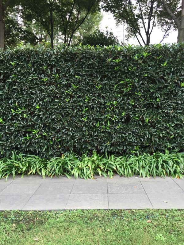 Shrub Planting Service in Ventura County, CA