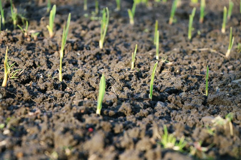 Optimal Growth Conditions