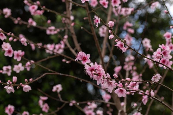 Cherry Blossom Planting